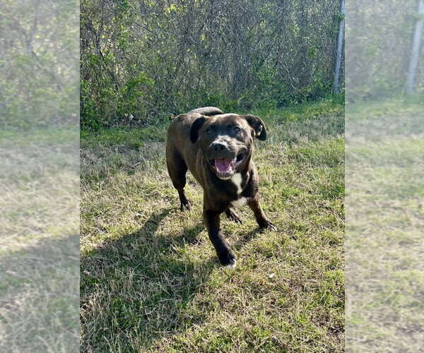Medium Photo #10 Labrador Retriever-Unknown Mix Puppy For Sale in Glen Allen, VA, USA