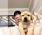 Puppy Puppy 2 Labrador Retriever