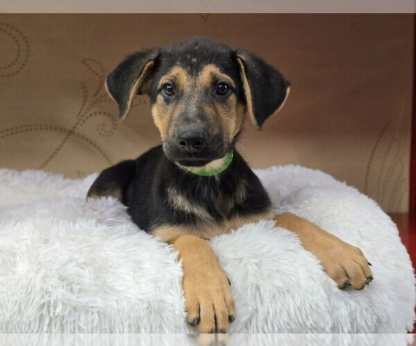 Medium Photo #3 German Shepherd Dog-Unknown Mix Puppy For Sale in Lakewood, CO, USA