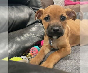 Mutt Dogs for adoption in Plainfield, IL, USA