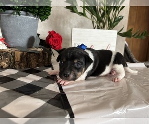 Rat Terrier Puppy for sale in TAMPICO, IL, USA