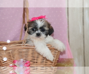 Shih Tzu Puppy for sale in SHILOH, OH, USA