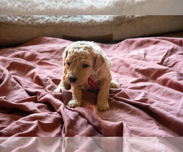 Medium Photo #3 Goldendoodle Puppy For Sale in ASHEVILLE, NC, USA