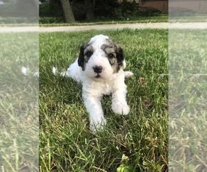 Bernedoodle-Sheepadoodle Mix Puppy for sale in BEXLEY, OH, USA