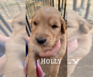 Golden Retriever Puppy for sale in MODESTO, CA, USA