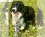 Small #2 Border-Aussie