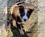 Small Photo #70 Border Collie Puppy For Sale in BYBEE, TN, USA