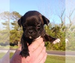 Small Photo #17 Buggs Puppy For Sale in WEST PLAINS, MO, USA