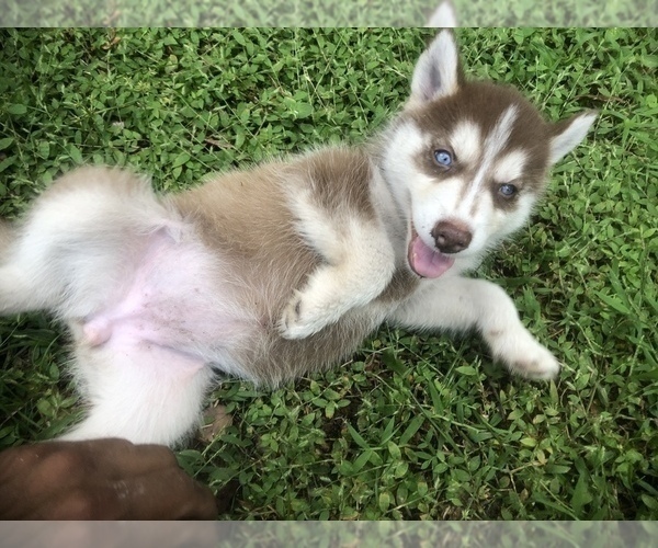 Medium Photo #1 Siberian Husky Puppy For Sale in DELTONA, FL, USA