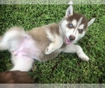 Small Photo #1 Siberian Husky Puppy For Sale in DELTONA, FL, USA