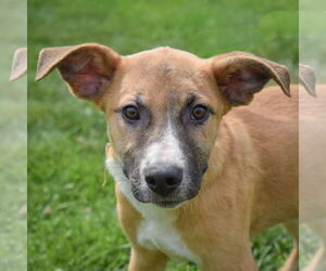 German Shepherd Dog-Unknown Mix Dogs for adoption in Huntley, IL, USA