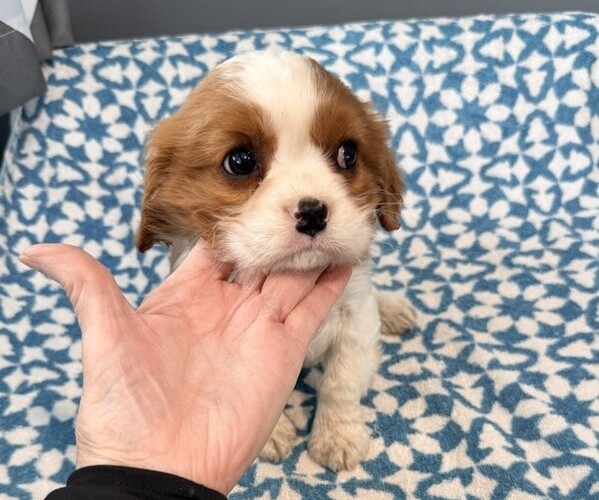 Medium Photo #3 Cavalier King Charles Spaniel Puppy For Sale in THORP, WI, USA