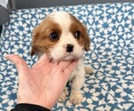 Small #2 Cavalier King Charles Spaniel