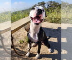 Small #8 Staffordshire Bull Terrier Mix