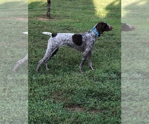Mother of the German Shorthaired Pointer puppies born on 10/15/2022