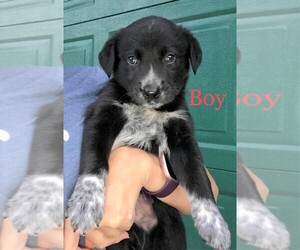 Australian Cattle Dog-Labrador Retriever Mix Dogs for adoption in RICHMOND, MI, USA
