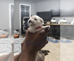Small Photo #3 Schnauzer (Miniature) Puppy For Sale in MANSFIELD, TX, USA