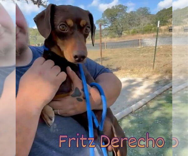 Medium Photo #10 Dachshund Puppy For Sale in San Antonio, TX, USA