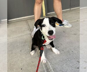 Labrador Retriever-Unknown Mix Dogs for adoption in New York, NY, USA