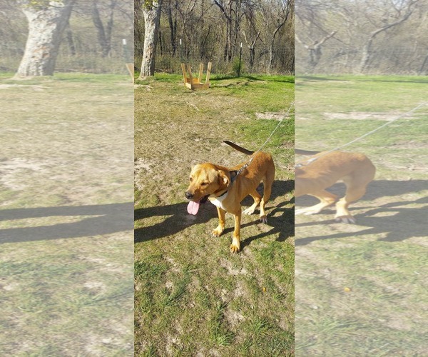 Medium Photo #1 Labrador Retriever-Unknown Mix Puppy For Sale in Dallas, TX, USA