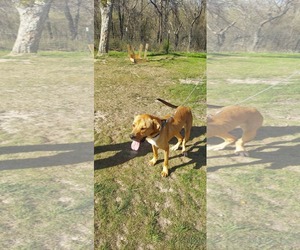 Labrador Retriever-Unknown Mix Dogs for adoption in Dallas, TX, USA