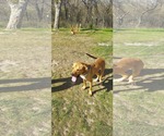 Small Labrador Retriever Mix