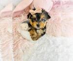 Small #5 Morkie