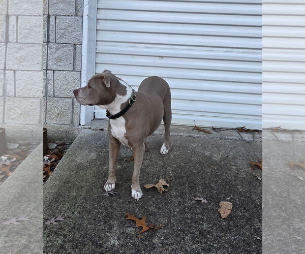 Medium Photo #3 Mutt Puppy For Sale in Atlanta, GA, USA