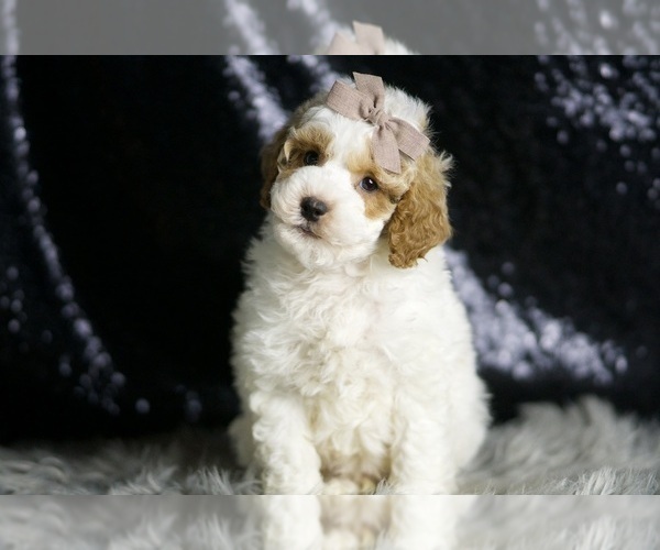 Medium Photo #2 Goldendoodle (Miniature) Puppy For Sale in WARSAW, IN, USA