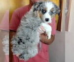 Small #4 Miniature Australian Shepherd