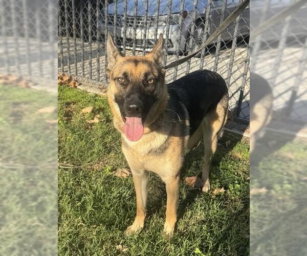 Medium Photo #2 German Shepherd Dog Puppy For Sale in Riverside, CA, USA