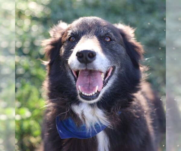 Medium Photo #1 Australian Shepherd-Unknown Mix Puppy For Sale in San Antonio, TX, USA