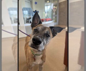 Mutt Dogs for adoption in Imlay City, MI, USA