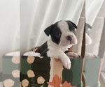 Puppy 1 Boston Terrier