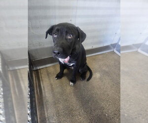 Labrador Retriever Dogs for adoption in San Bernardino, CA, USA