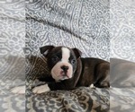 Puppy 4 Boston Terrier