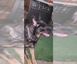 Small #8 German Shepherd Dog