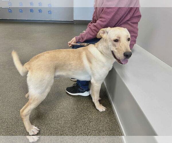 Medium Photo #5 Labrador Retriever-Unknown Mix Puppy For Sale in Osgood, IN, USA