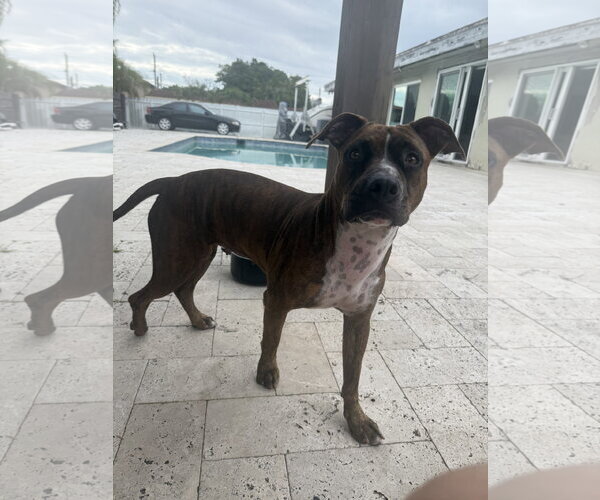 Medium Photo #1 American Pit Bull Terrier-Unknown Mix Puppy For Sale in Miami, FL, USA
