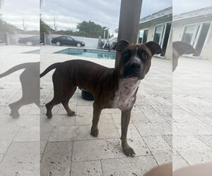 American Pit Bull Terrier-Unknown Mix Dogs for adoption in Miami, FL, USA