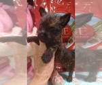 Small Photo #4 Cairn Terrier Puppy For Sale in MANSFIELD, MO, USA