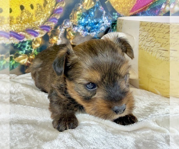 Medium Photo #35 Morkie Puppy For Sale in CASSVILLE, MO, USA