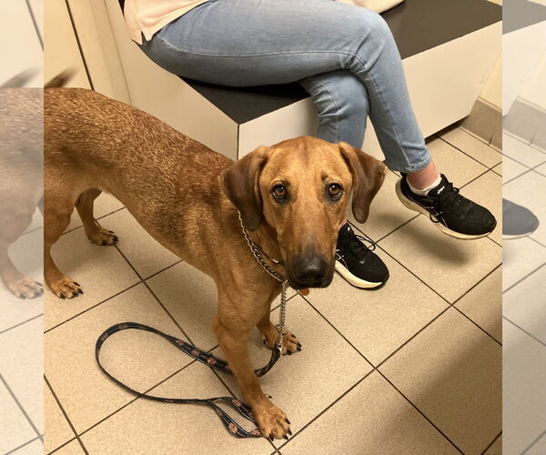 Medium Photo #1 Mutt Puppy For Sale in Mobile, AL, USA