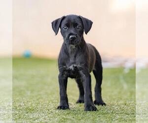 Dancer Pup - Jive - Female Mutt Dog for Adoption - Photo #2