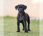 Small #1 Mutt