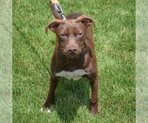 Rain - Male American Staffordshire Terrier-Unknown Mix Dog for Adoption - Photo #3