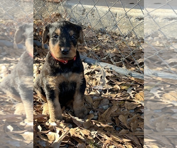Medium Photo #11 Airedale Terrier Puppy For Sale in GILMER, TX, USA