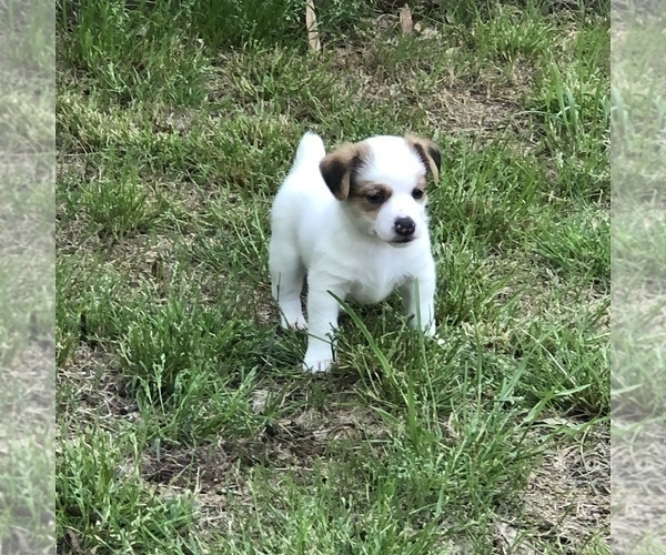 Medium Photo #3 Jack Russell Terrier Puppy For Sale in MABLETON, GA, USA