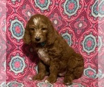 Small #2 Goldendoodle