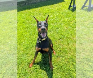 Doberman Pinscher Puppy for sale in MECHANICVILLE, NY, USA